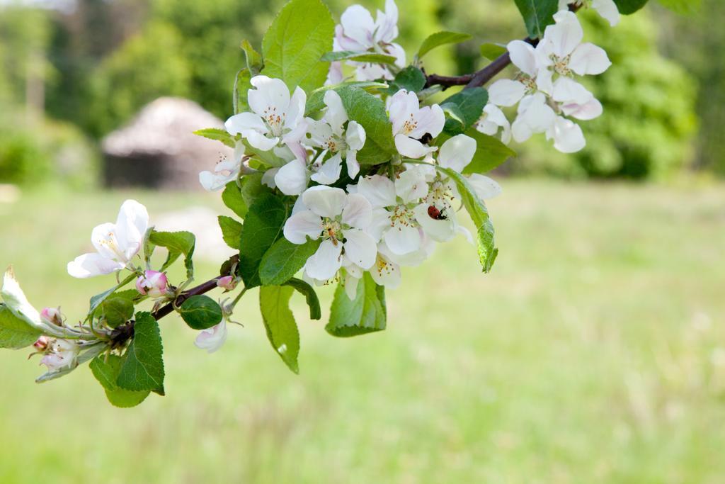 Adami Country Guesthouse Vainupea Εξωτερικό φωτογραφία